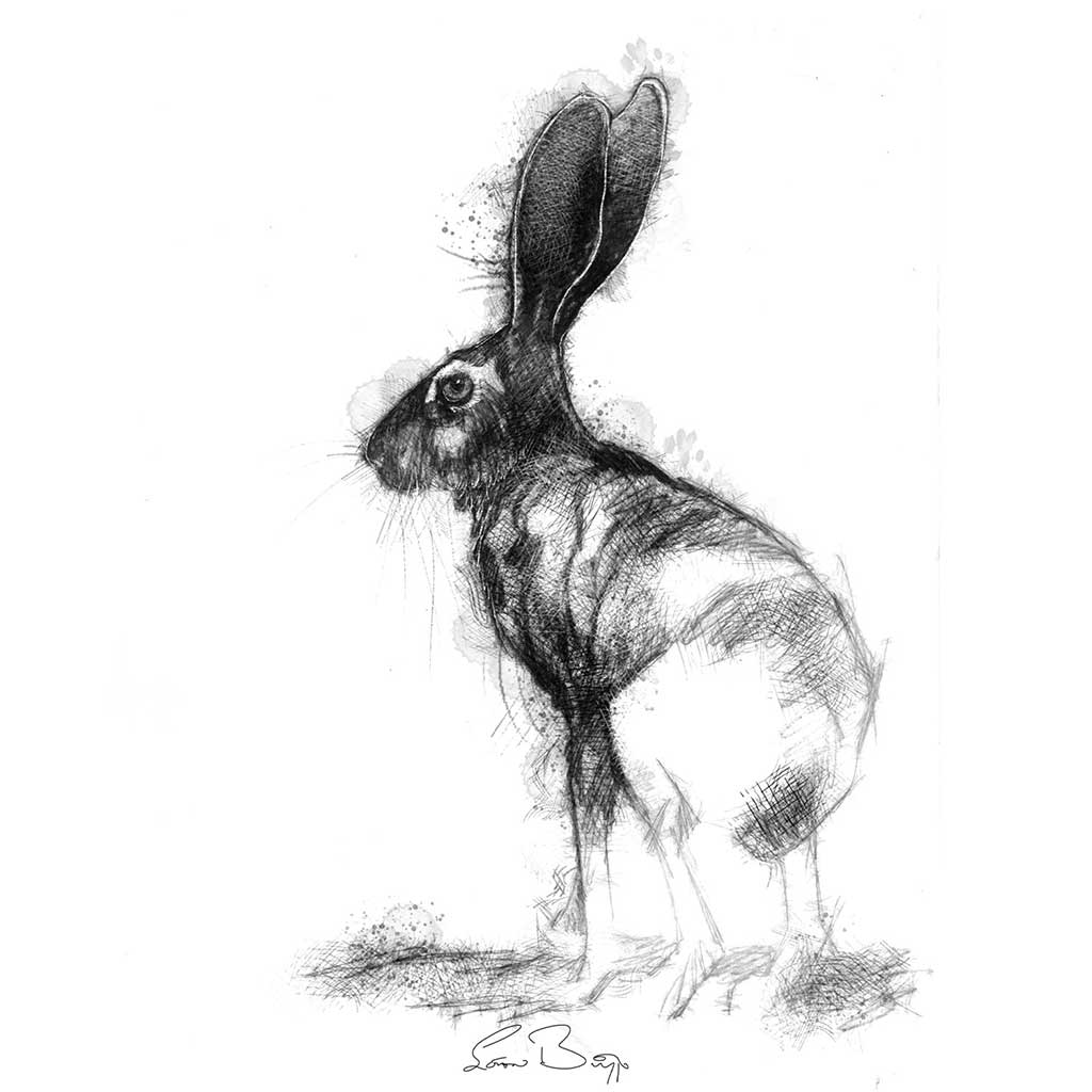Original Jack rabbit sketch SeanBriggs