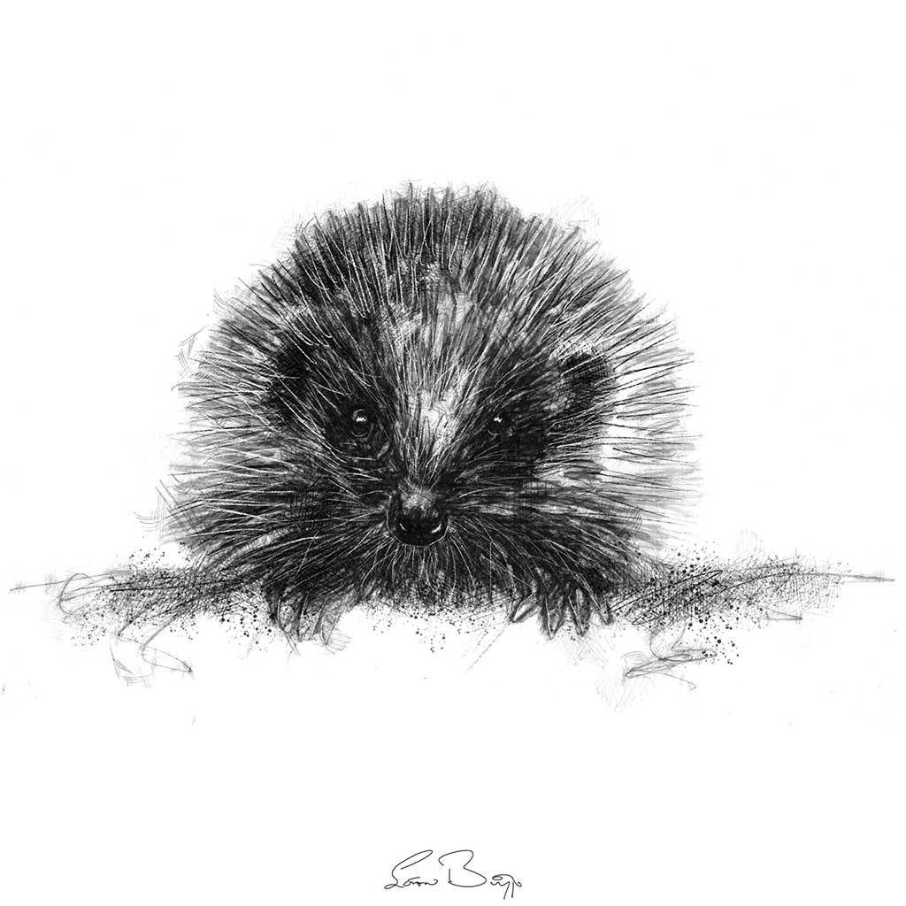 Original Hedgehog sketch | SeanBriggs