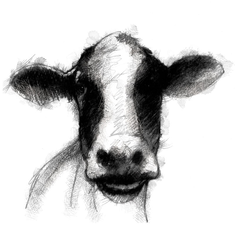 dairy cow face drawing