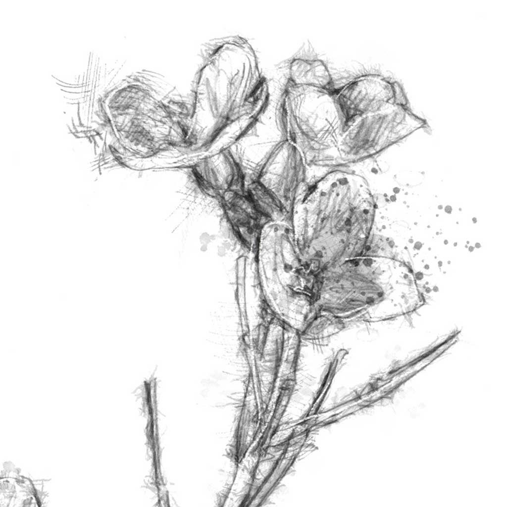 Original Wild flower sketch | SeanBriggs