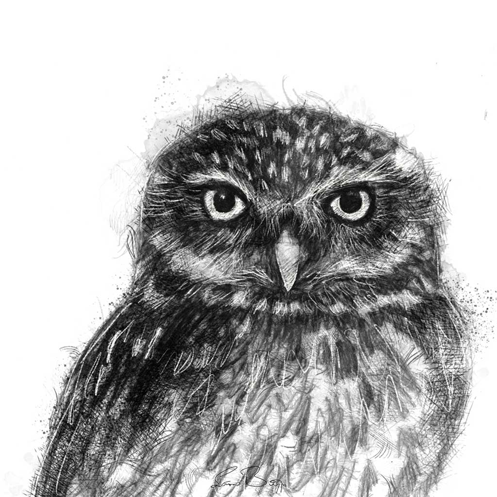 Original Little owl sketch | SeanBriggs