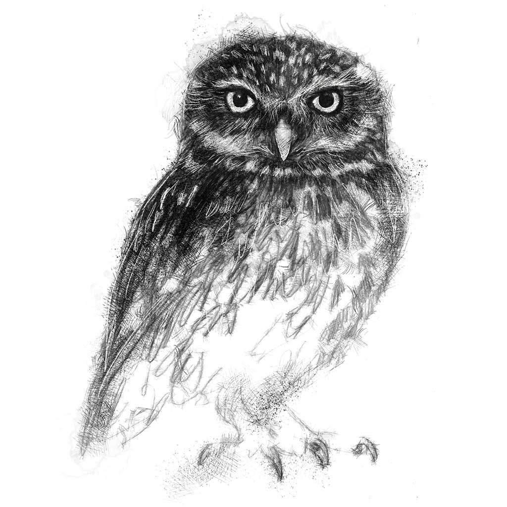 Original Little owl sketch | SeanBriggs