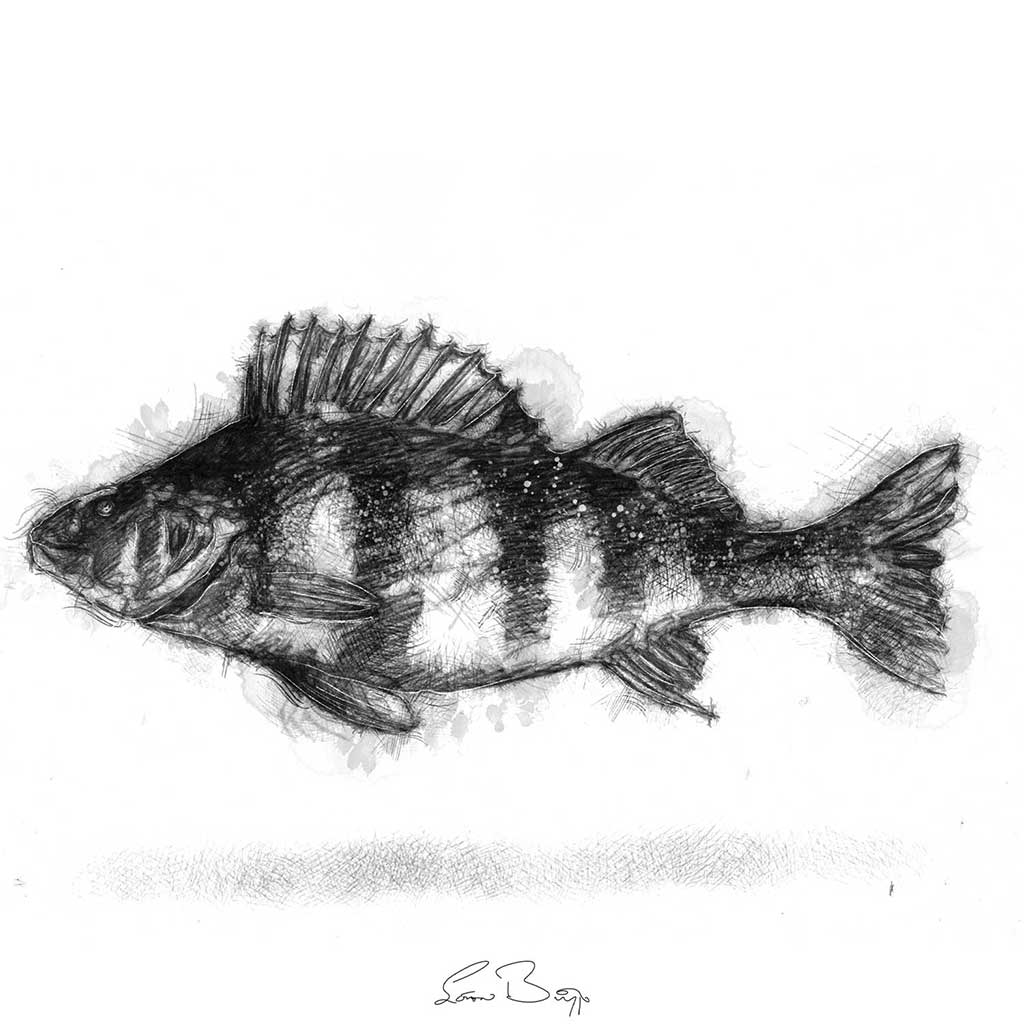 Original Perch fish sketch SeanBriggs
