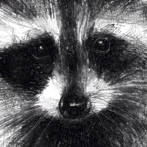 Original Raccoon Sketch Seanbriggs