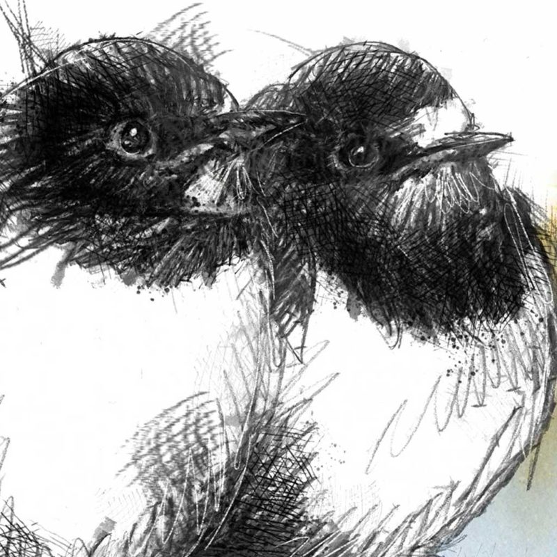 Original Two swallows sketch | SeanBriggs