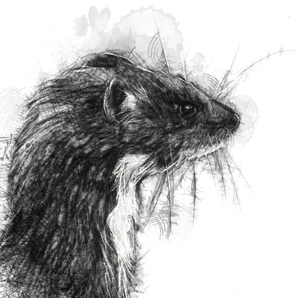 Original Weasel sketch | SeanBriggs