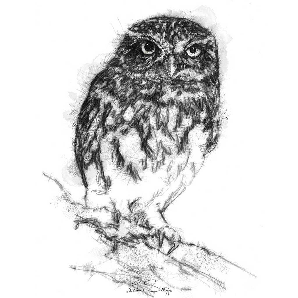 Little Owl 