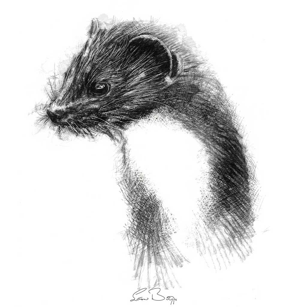 Weasel sketch | SeanBriggs