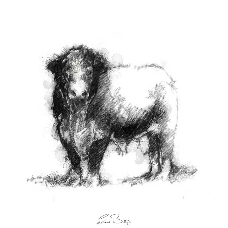 Hereford bull SeanBriggs