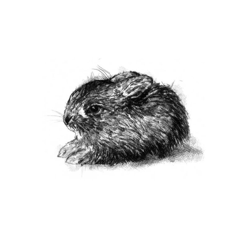 Leveret | SeanBriggs