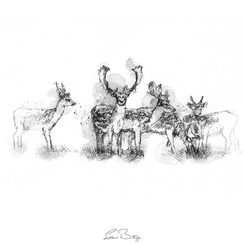 Fallow deer herd sketch | SeanBriggs