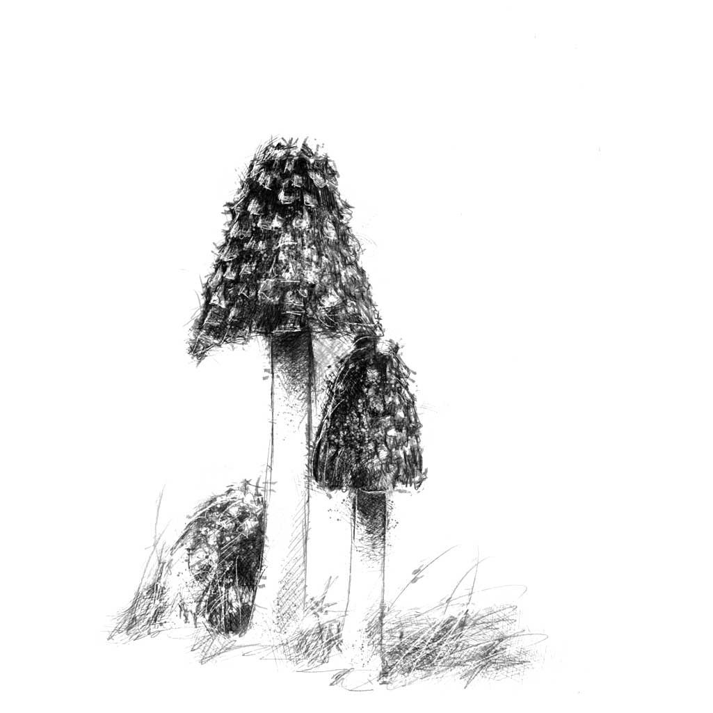 Toadstool sketch | SeanBriggs