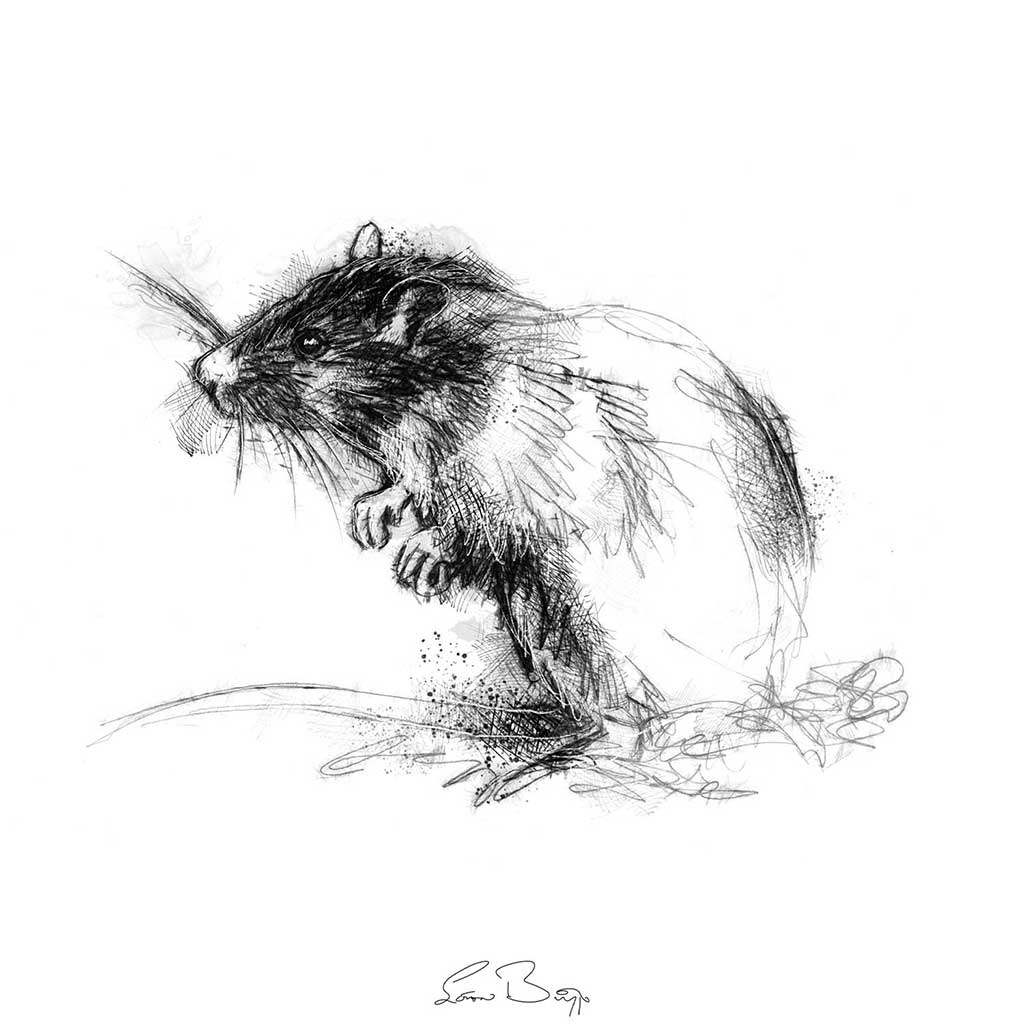 Brown rat sketch SeanBriggs