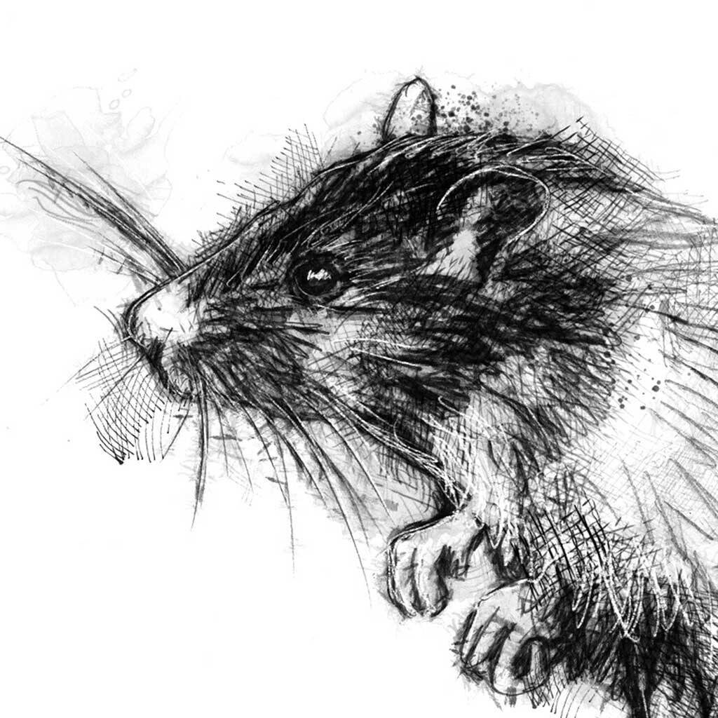 Brown rat sketch SeanBriggs