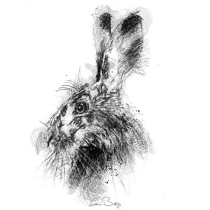 Brown hare sketch | SeanBriggs