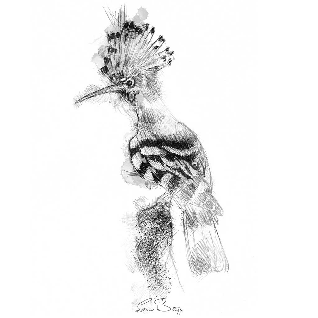 Hoopoe bird sketch | SeanBriggs