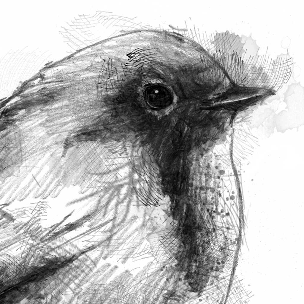 British robin sketch | SeanBriggs