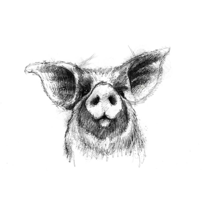 Domestic animal sketches and drawings | SeanBriggs