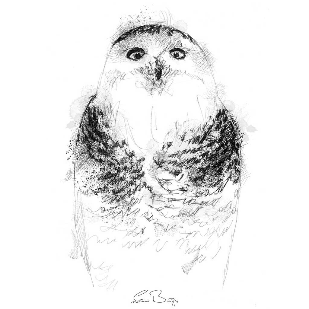 baby snowy owl drawing