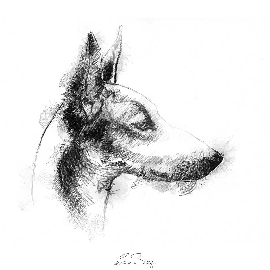 Podenco sketch | SeanBriggs