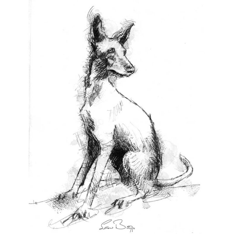 Podenco sketch | SeanBriggs