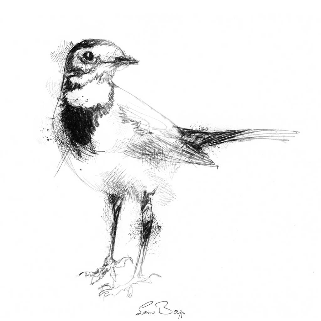 Wagtail sketch | SeanBriggs