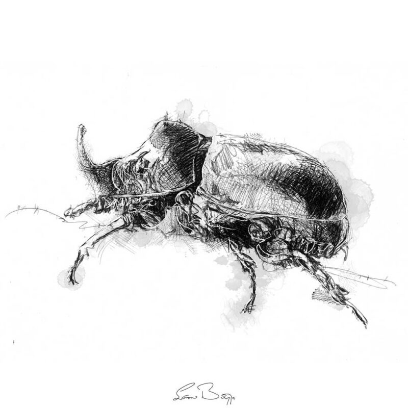 Rhino beetle sketch | SeanBriggs