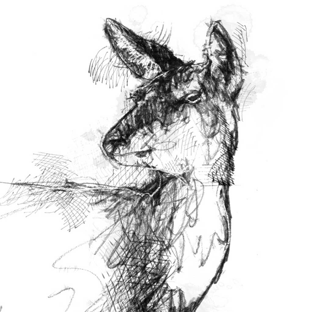 Doa a deer sketch SeanBriggs