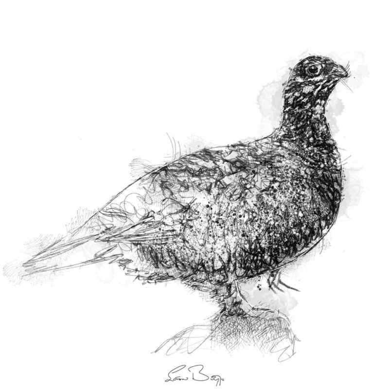 Grouse sketch | SeanBriggs