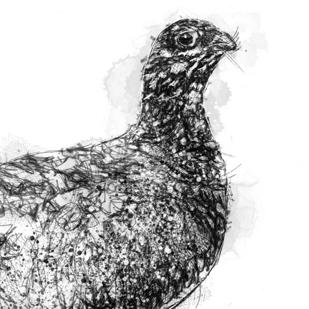 Grouse sketch | SeanBriggs