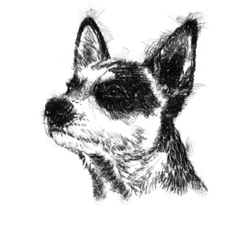 Australian sheep dog sketch | SeanBriggs