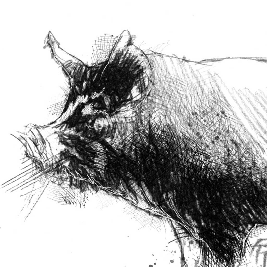 Berkshire rare pig sketch | SeanBriggs