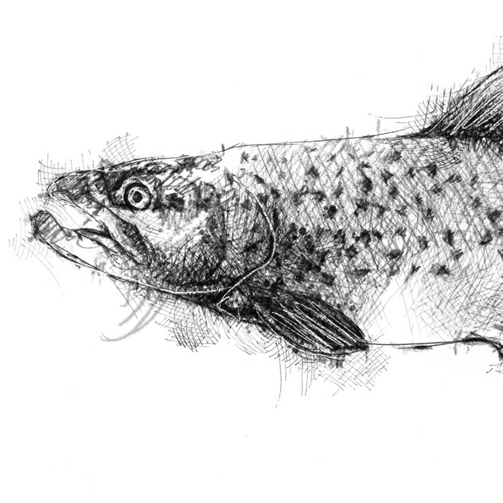 Brown trout sketch | SeanBriggs