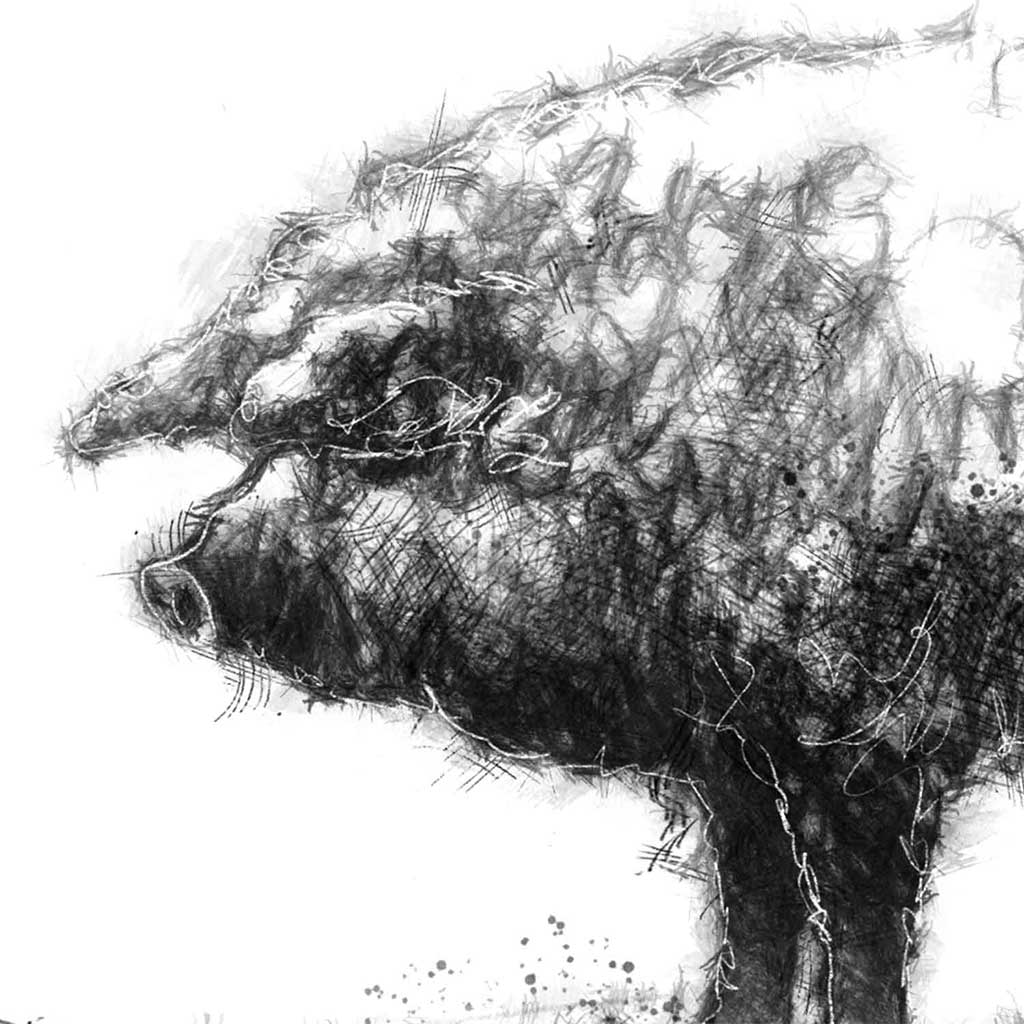 Mangalitza pig sketch | SeanBriggs