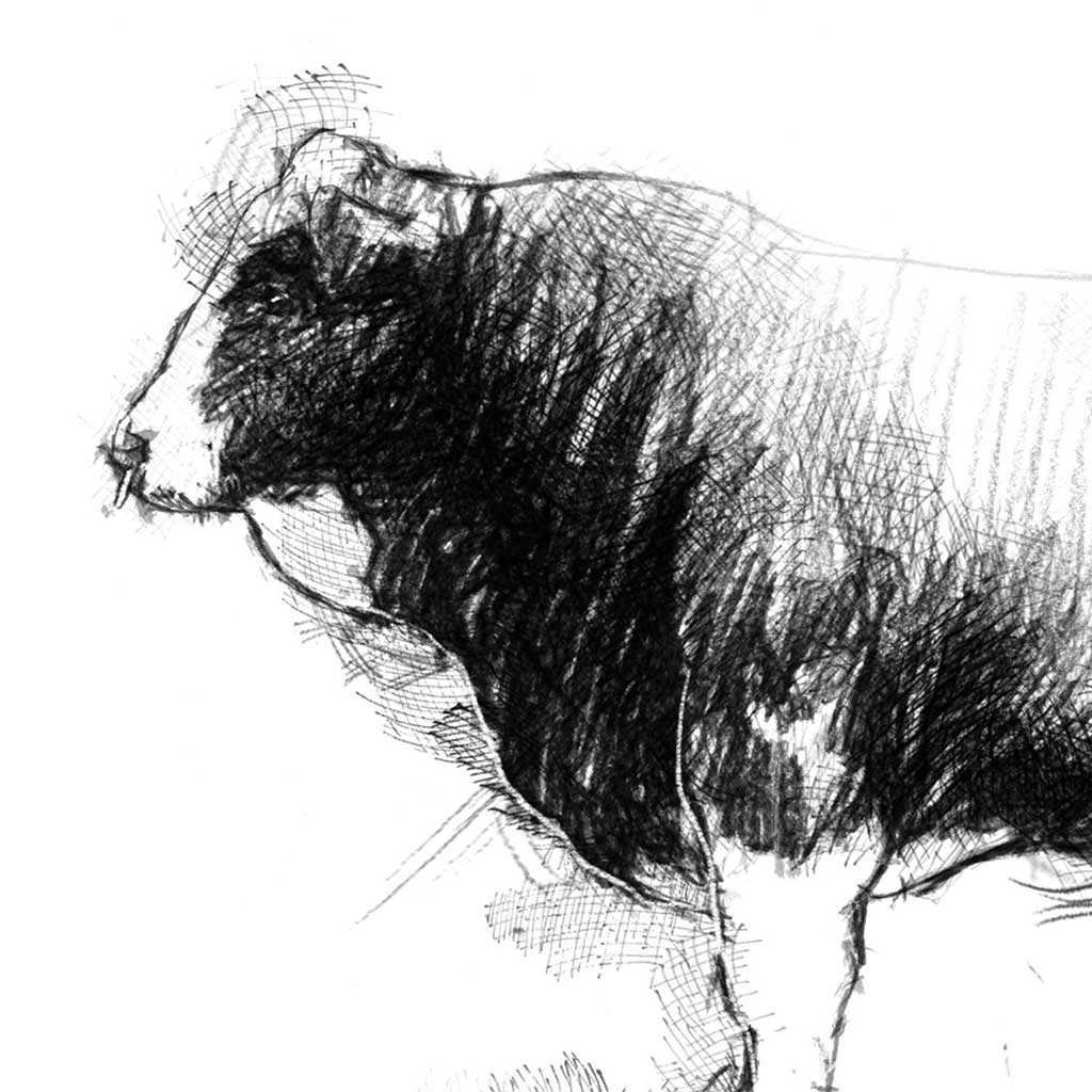 Simmental bull sketch | SeanBriggs