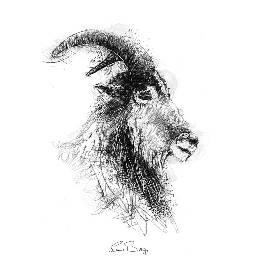 Wild animal sketches and drawings | SeanBriggs