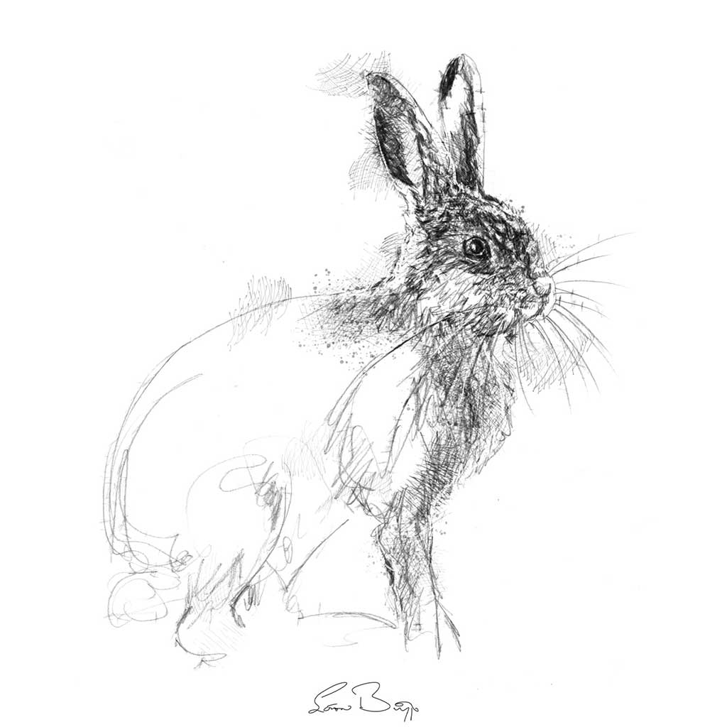 Young rabbit sketch | SeanBriggs