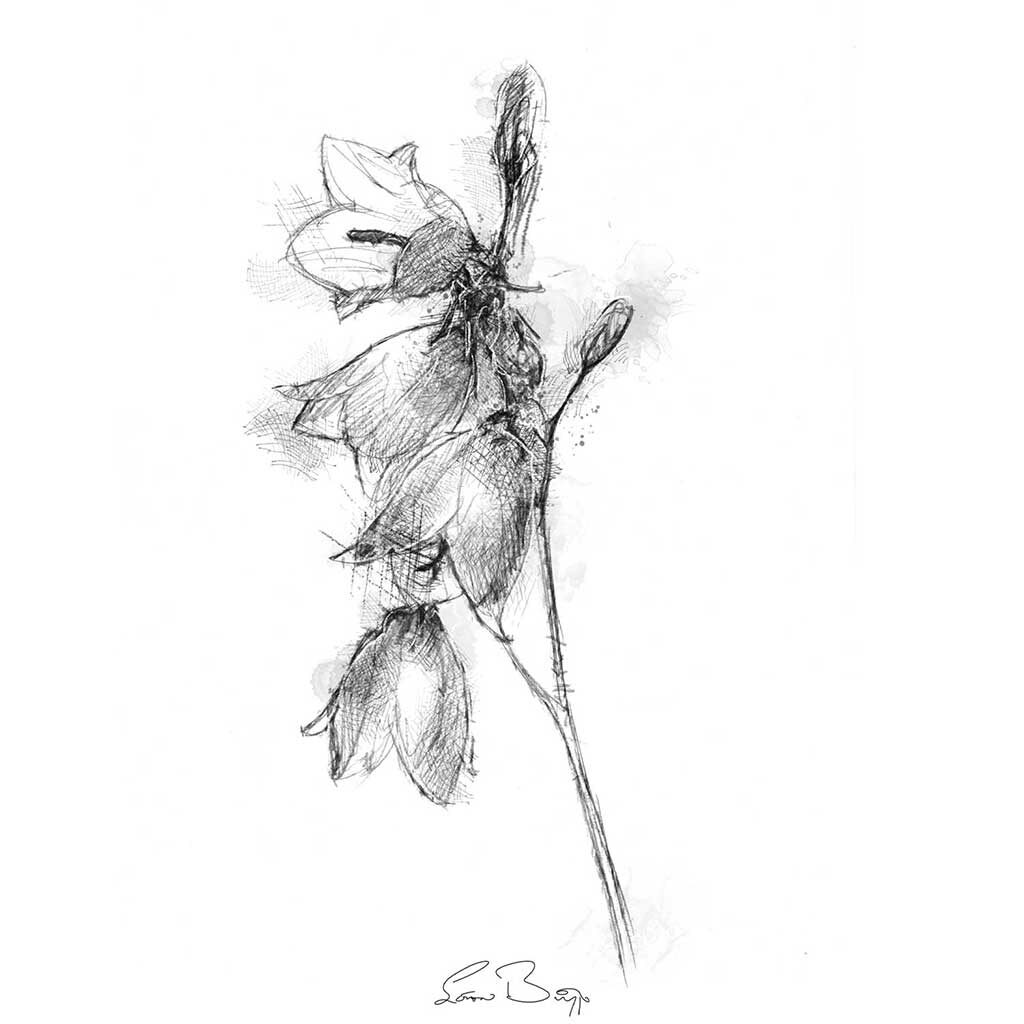 Harebell Sketch 