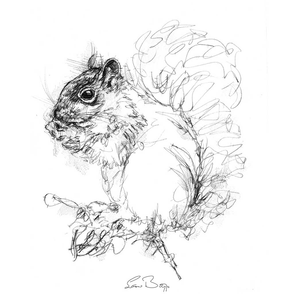 Grey squirrel sketch | SeanBriggs