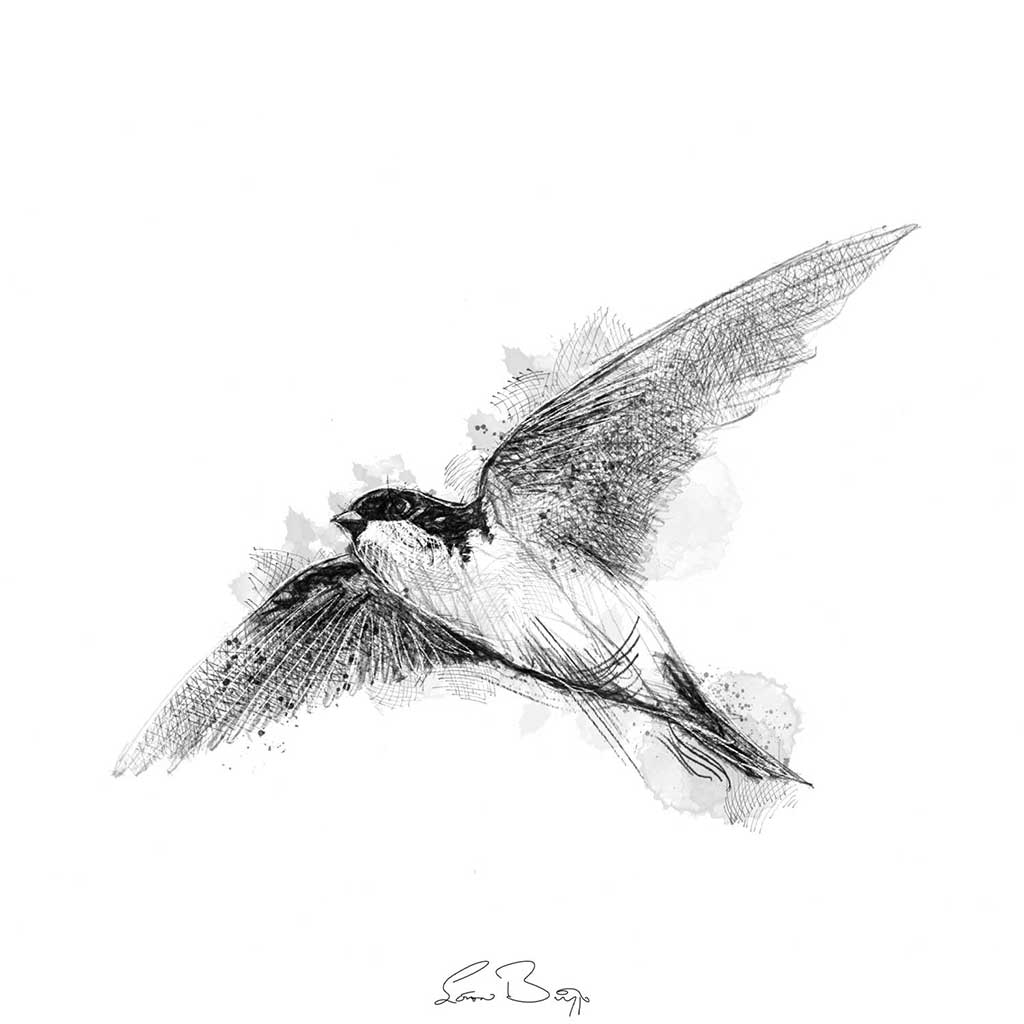 House martin sketch | SeanBriggs